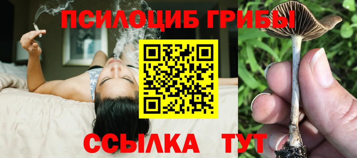 дарнет шоп  Вход с VPN  Отрадное  Псилоцибиновые грибы Cubensis 